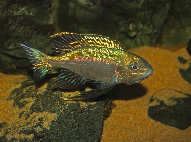 Cyathopharynx sp. 'green flush' Sibwesa